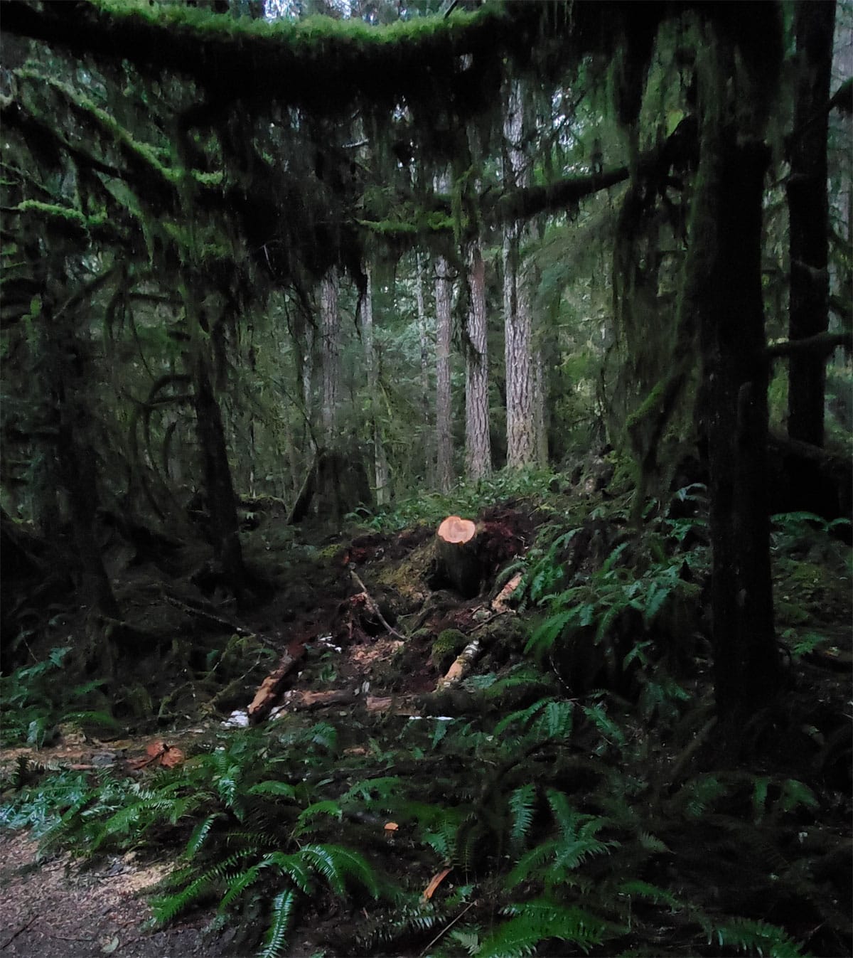 A photo of a dense forest tableau, with dark green, almost fuzzy-looking, leaves and branches framing an empty space in which sits a lone stump from a recently chopped-down tree, with some branch detritus littering the ground around it.