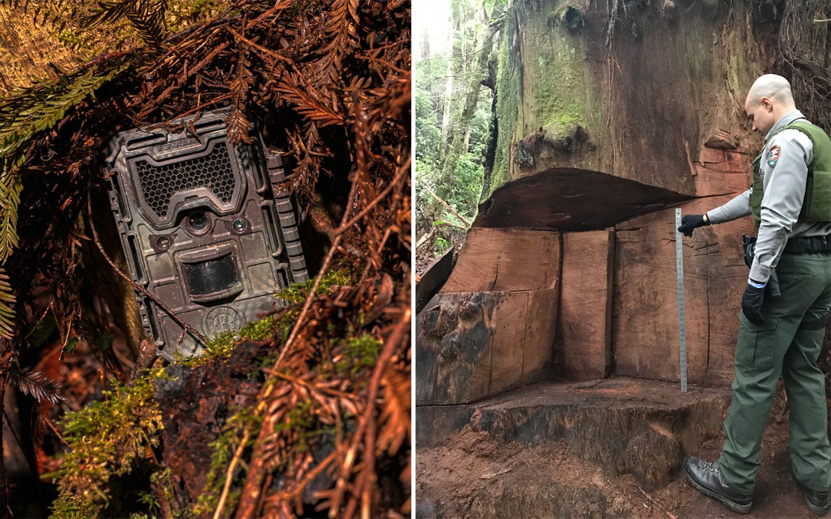 Two photos. At left, a brown metal box with a small black lens and slightly larger black motion sensor on the side, nestled in a thicket of deep red fir branches, almost like one of the shabbier Star Wars droids undertaking a stakeout. At right, a photo of a man in a green National Park Service ranger uniform, holding up a yardstick to measure the height of a large chunk that's been removed from the base of a massive redwood tree. The yardstick isn't quite tall enough.