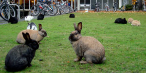 Down the Rabbit Hole: The Story of the UVic Bunnies